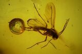 Fossil Spider Exuviae, a Mite and Two Flies in Baltic Amber #183529-2